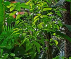 Canela original, árboles frutales de clima tropical