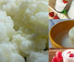 Hongo de yogurt pajaritos bulgaros gusanos honguitos para hacer kefir en su casa producto natural