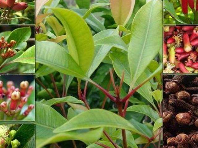 Planta de clavo de olor aromaticas cocina jardin arboles tropicales exoticos venta vivero y envios