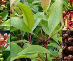 Planta de clavo de olor aromaticas cocina jardin arboles tropicales exoticos venta vivero y envios