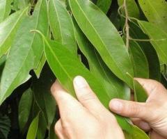 Plantas de Ishpingo canela amazonica, arboles especies aromaticos de la selva Ecuador Ocotea quixos