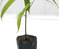 Plantas de Ishpingo canela amazonica, arboles especies aromaticos de la selva Ecuador Ocotea quixos