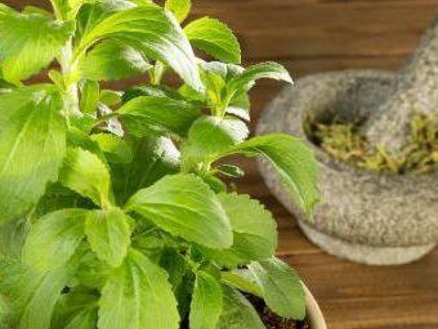 Hoja seca de la planta de stevia hierba hoja dulce endulzante natural organico para bebidas salud
