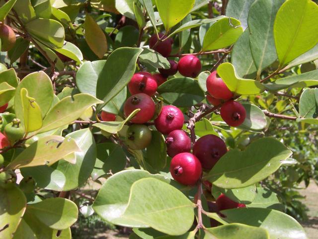 Arbol de guayaba fresa, plantas de la costa y sierra ecuatoriana