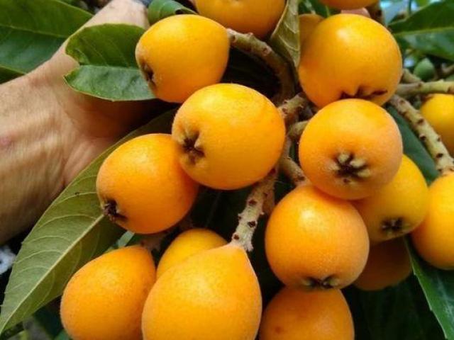 Nispero japones plantas los arboles frutales exoticos de la sierra y costa frutas de jardin terreno