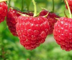Las plantas de frambuesa roja para fruta fresca venta silvestre propiedades terrenos casas jardines