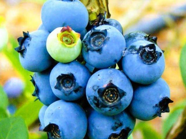 Venta de las plantas del arandano azul, plantas de Ecuador