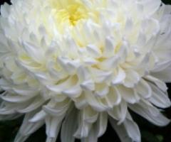 Plantas de la Crisantema blanca, hierbas aromaticas y medicinales