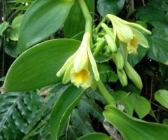 Plantas de vainilla, lianas decorativas tropicales en Ecuador