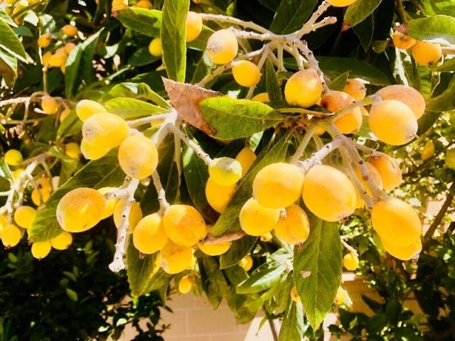 Plantas de nispero japones, arboles frutales de crecimiento rapido