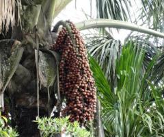 Plantas de morete fruta arboles frutales tropicales