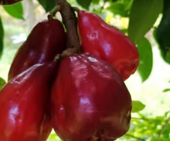Pomarrosa en Ecuador, árboles frutales de crecimiento rápido