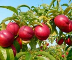 Nectarina planta venta de arboles frutales para clima frio