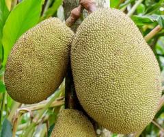 Jackfruit en Ecuador, plantas exoticas en vivero