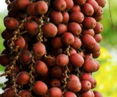 Morete Ecuador, plantas frutales Ecuador, arboles resistentes al calor