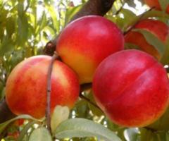 Nectarina planta, arboles frutales resistentes al frio