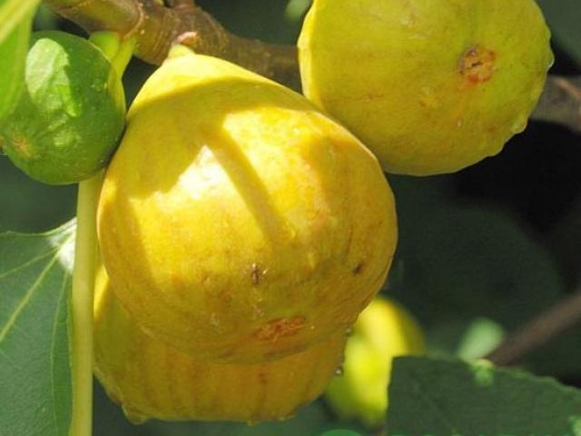 Arboles frutales de clima frio, planta de higo blanco