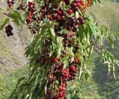 Planta de capuli, arboles frutales resistentes al frio