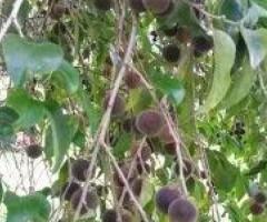 Arandalo, cerezas tropicales, arboles exoticos para jardin