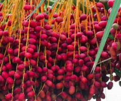 Datil Ecuador, arboles frutales clima calido