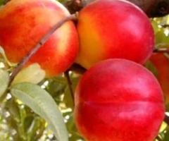 Arbol de nectarina, venta de plántulas, arboles frutales para climas frios