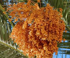 Palma datilera venta, comprar palmera datilera, plantas tropicales del Ecuador