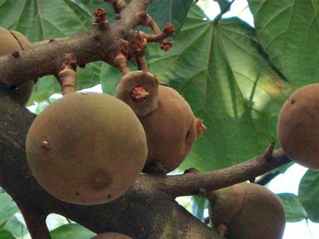 Plantas de zapote ecuatoriano, arboles frutales tropicales