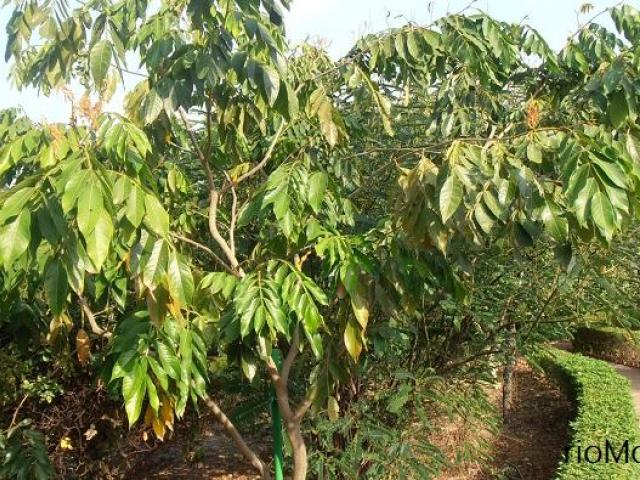 Arbol de guava, para sierra y costa, selva tropical plantas