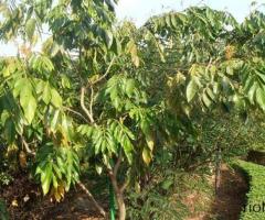 Arbol de guava, para sierra y costa, selva tropical plantas