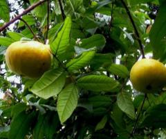 Araza arbol nativo, planta de araza en el vivero