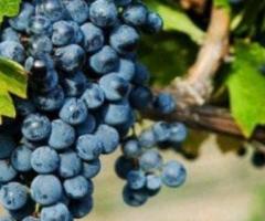 Plantines de uva, vid uvas, plantas de uvas en casa