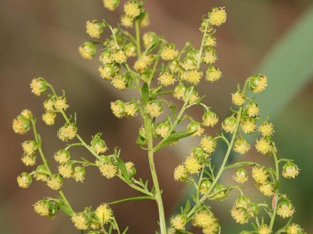 Artemisia annua, ajenjo dulce, comprar planta medicinal