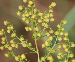 Artemisia annua, ajenjo dulce, comprar planta medicinal