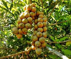 Cultivo de macadamia, arboles de nueces en Ecuador