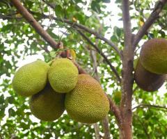 Jackfruit, el árbol de yaca, planta de la yaca, arbol de llaca