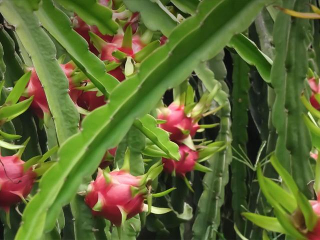 Pitaya planta, pitaya roja, pitahayas, planta de pitaya