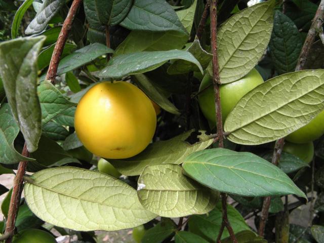 Arbol de araza, arazá fruta beneficios, fruta de arazá