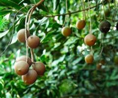 Macadamia cultivo, árbol de nuez de macadamia precio