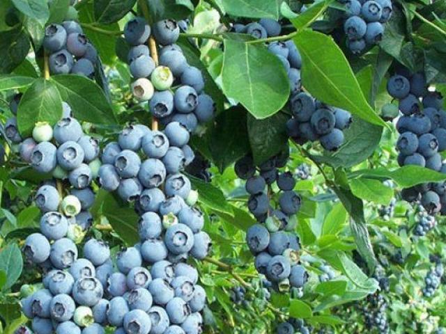 Arándano azul, planta de arandano, plantar arandanos