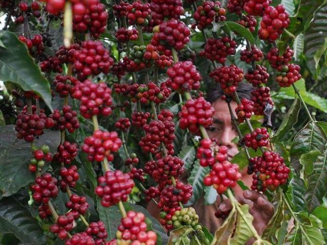 La planta del cafe, cafe del arbol semilla del cafeto
