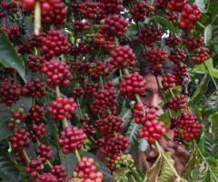 La planta del cafe, cafe del arbol semilla del cafeto